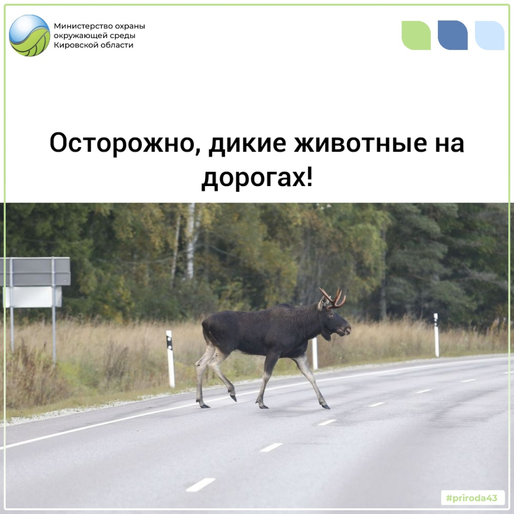 Осторожно, дикие животные на дорогах