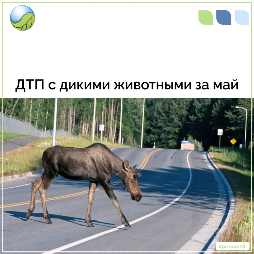 ДТП с дикими животными за май.