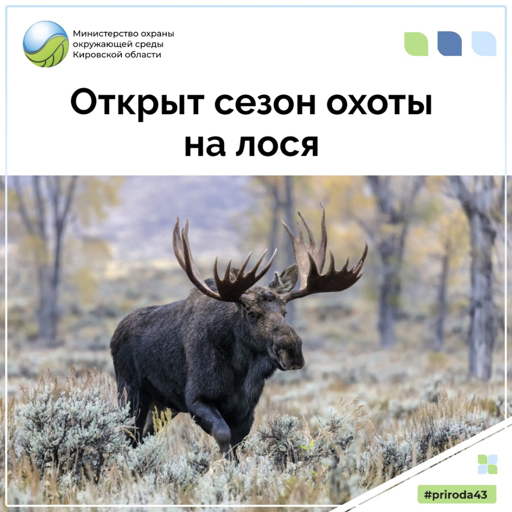 Открыт сезон охоты на лося