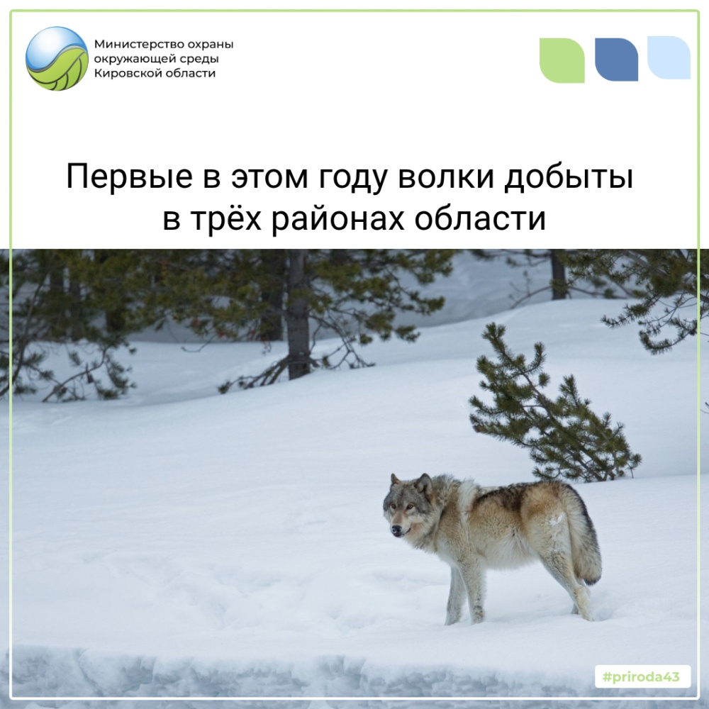 Первые в этом году волки добыты в трех районах области