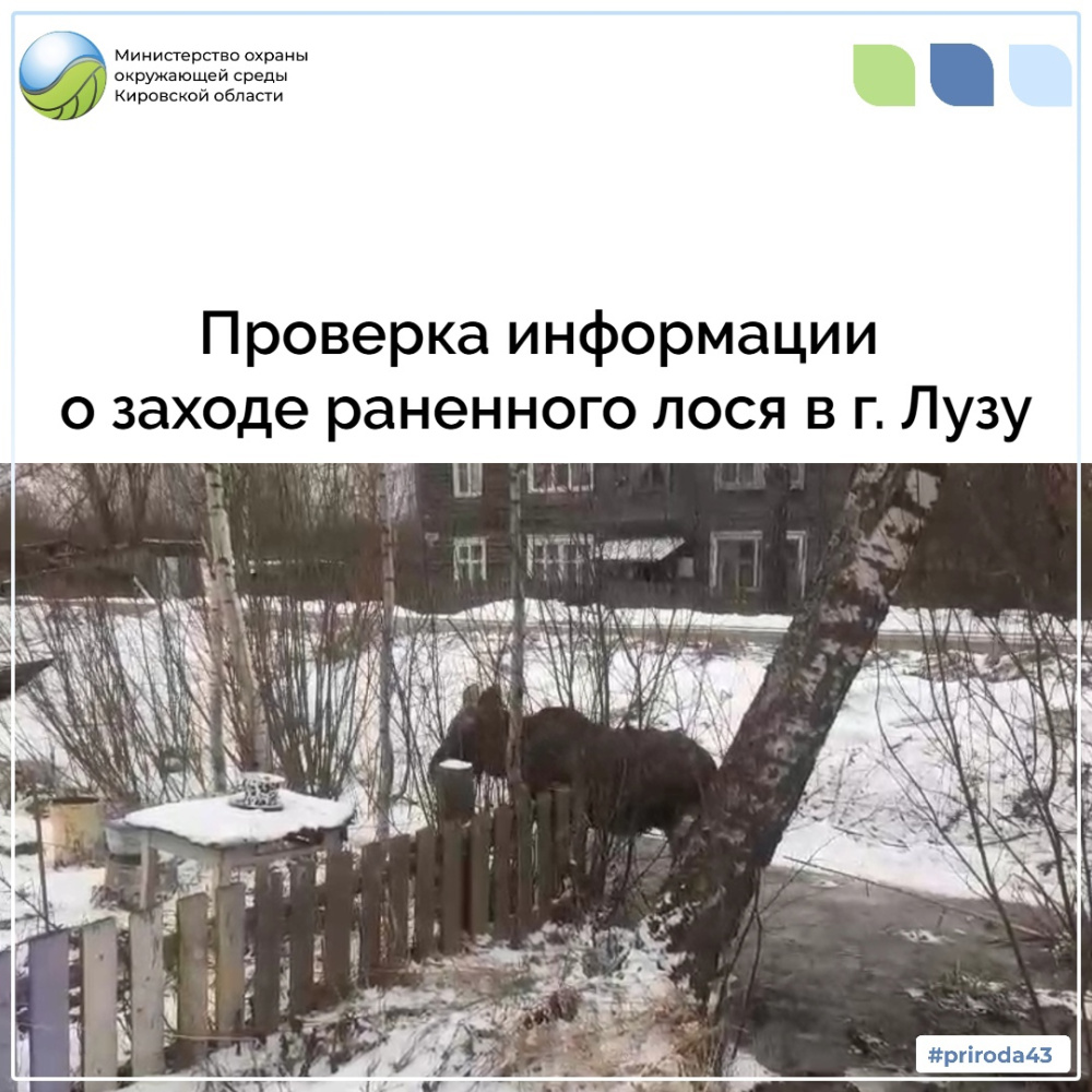 Проверка информации о заходе раненого лося в г. Лузу