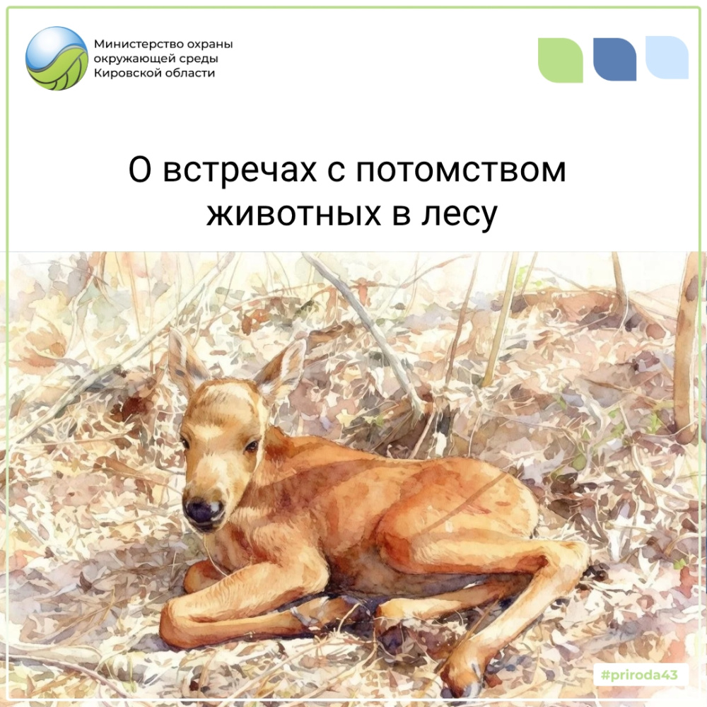 О встречах с потомством животных в лесу