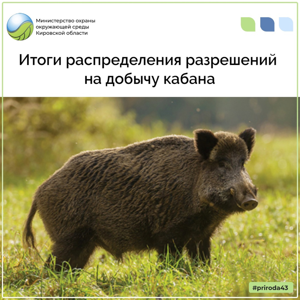 Итоги распределения разрешений на добычу кабана