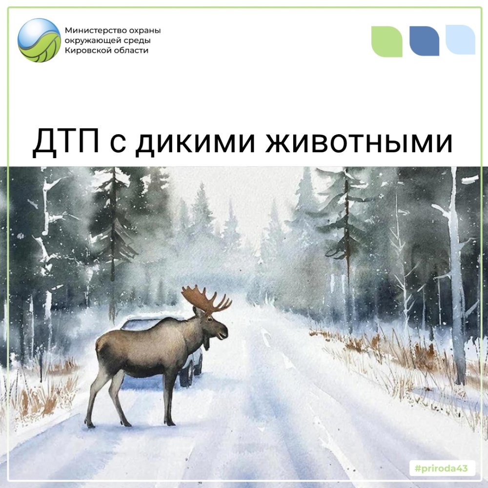ДТП с дикими животными