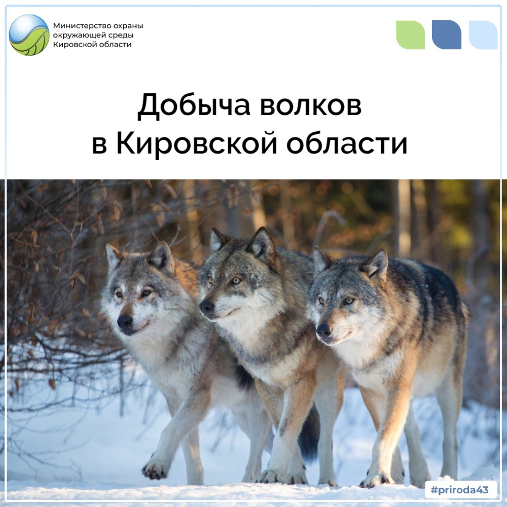 Добыча волков в Кировской области