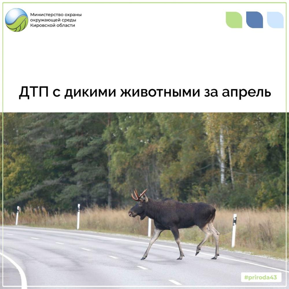 ДТП с дикими животными за апрель
