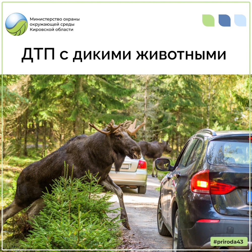 ДТП с дикими животными