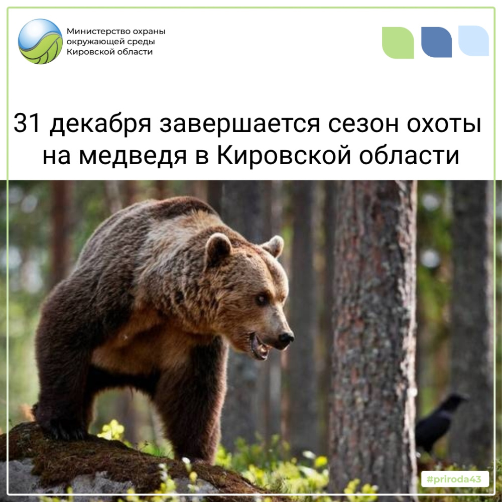В Кировской области завершается охота на медведя