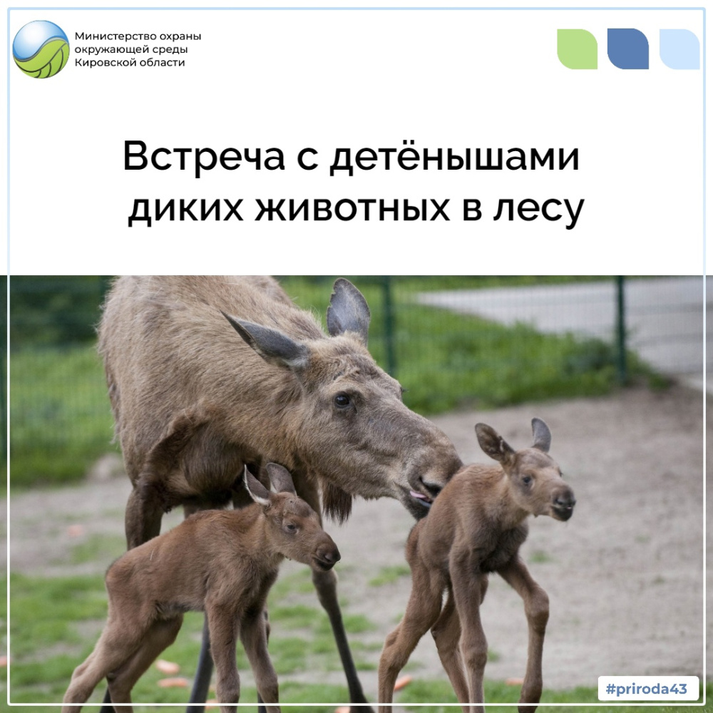 Встреча с детенышами диких животных в лесу 