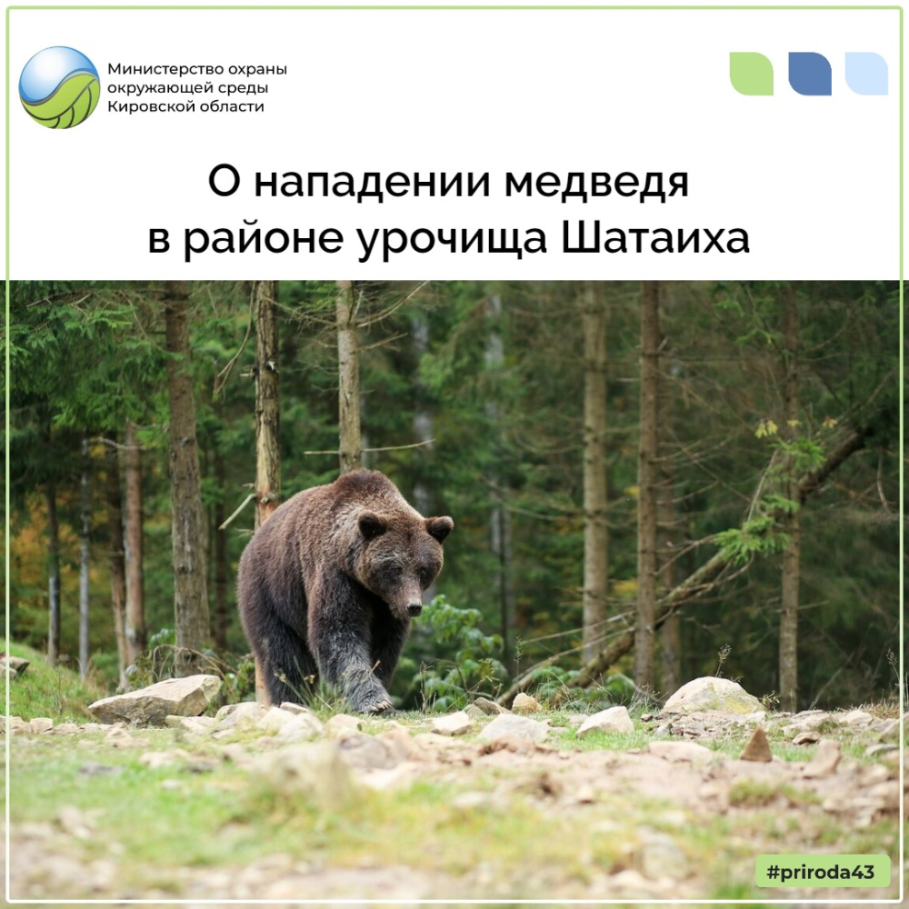 О нападении медведя в районе урочища Шатаиха