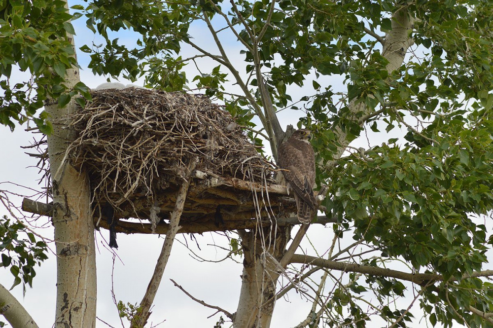 В Кировской области разработаны рекомендации по обустройству искусственных гнезд для редких видов птиц