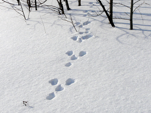 15 января начался период выполнения полевого этапа зимнего маршрутного учета охотничьих ресурсов