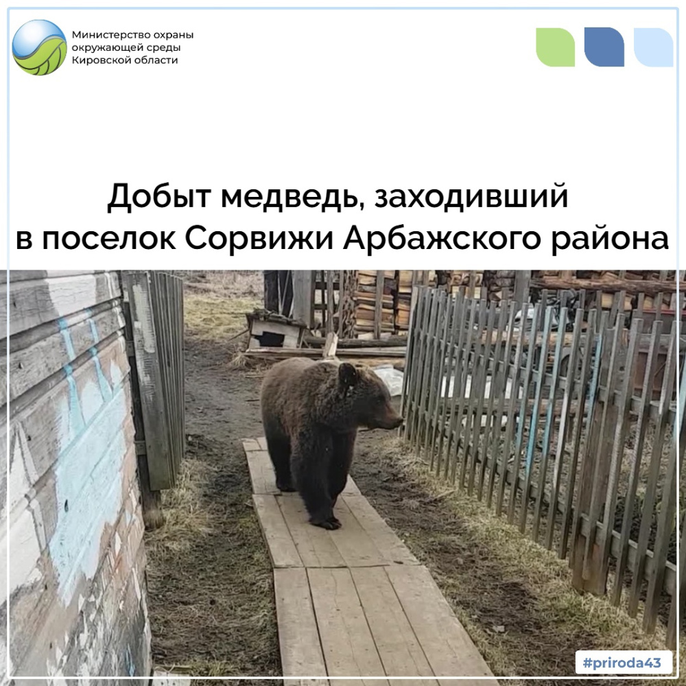 Добыт медведь, заходивший в поселок Сорвижи Арбажского района