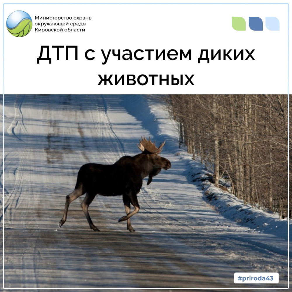 ДТП с участием диких животных!
