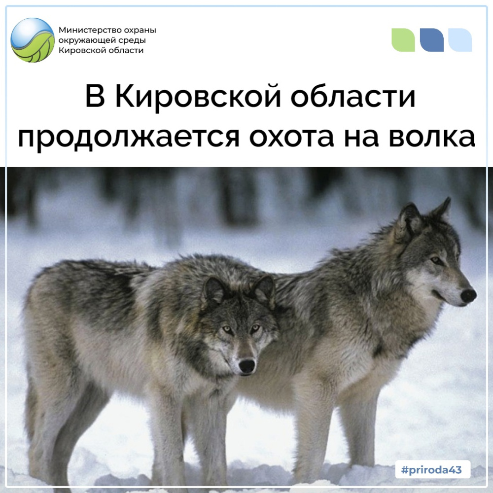 В Кировской области продолжается охота на волков