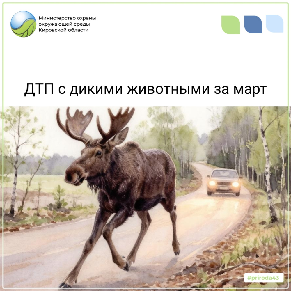 Осторожно, дикие животные на дорогах!