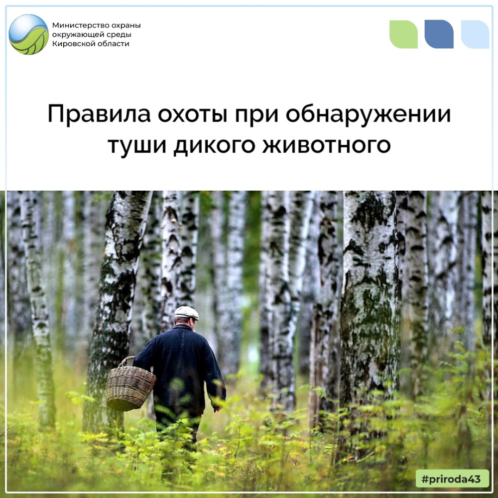 Правила при обнаружении туши дикого животного