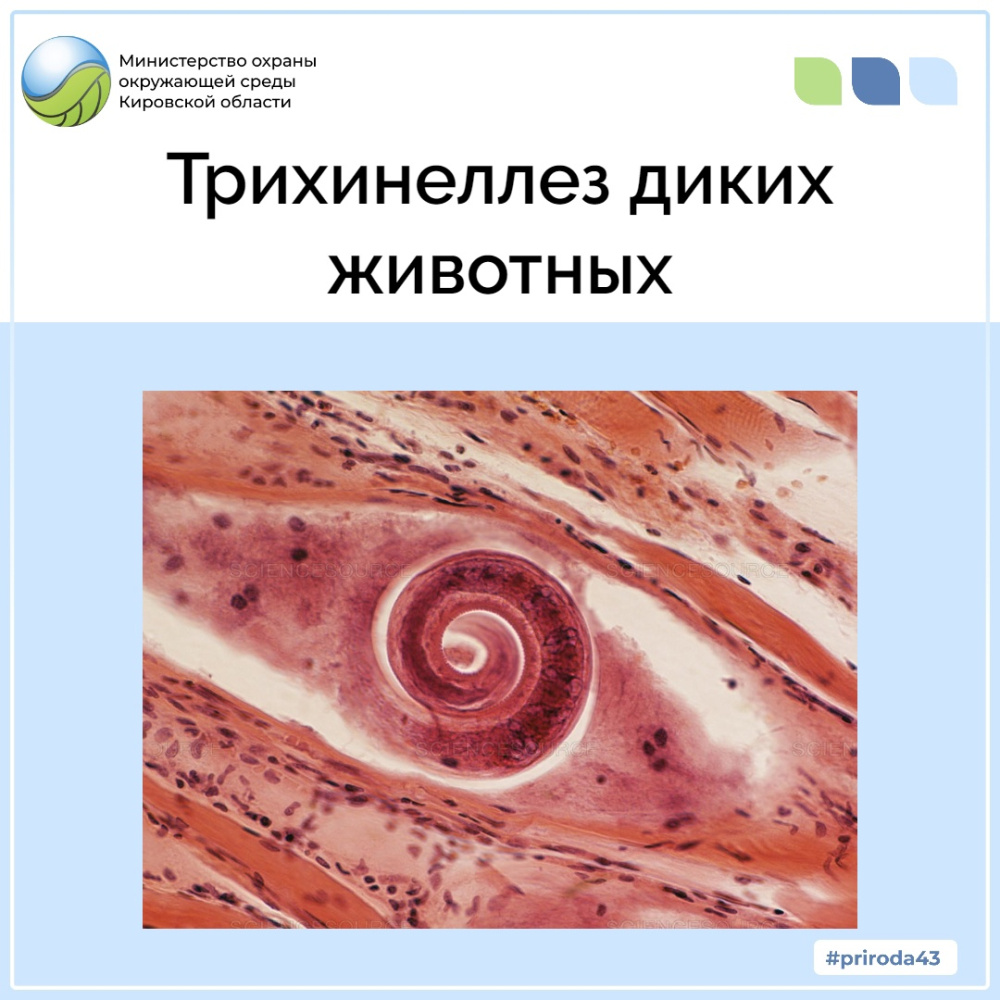 Трихинеллез диких животных