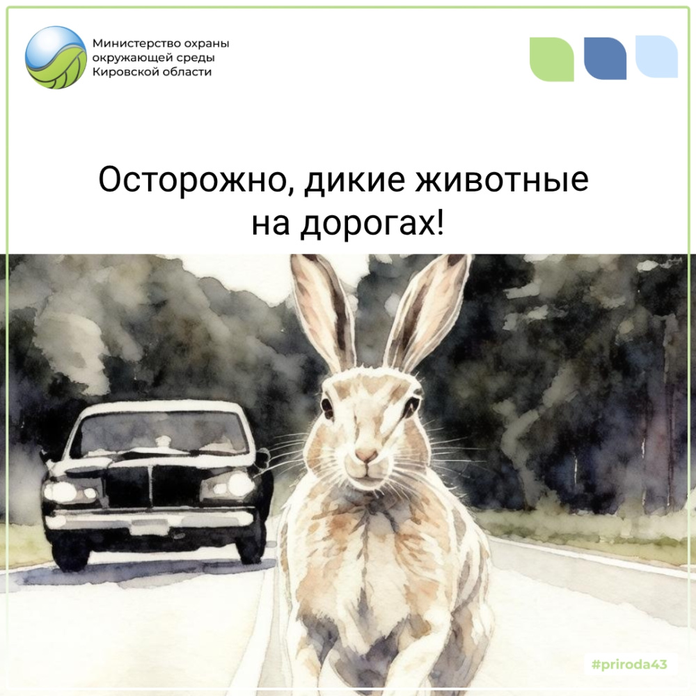 Осторожно, дикие животные на дорогах!