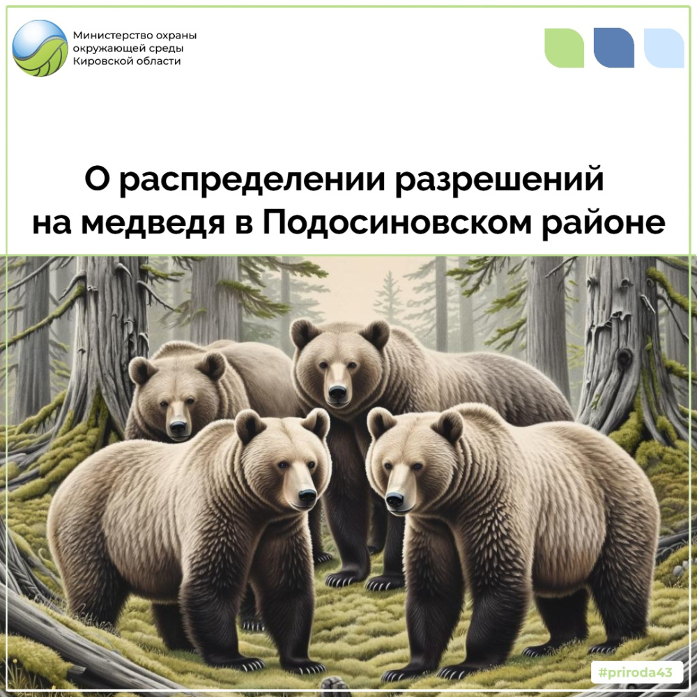 О распределении разрешений на медведя