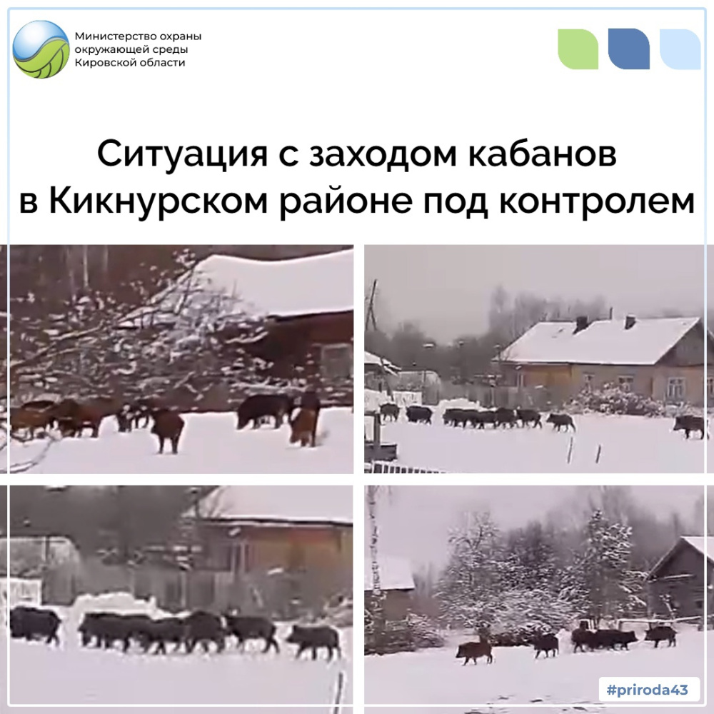 Ситуация с заходом кабанов в Кикнурском районе под контролем
