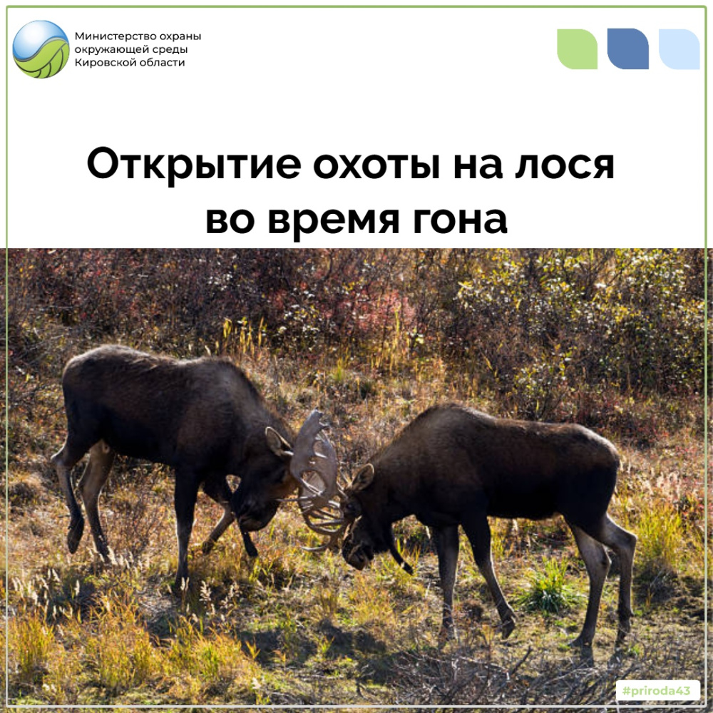 Открытие охоты на лося во время гона