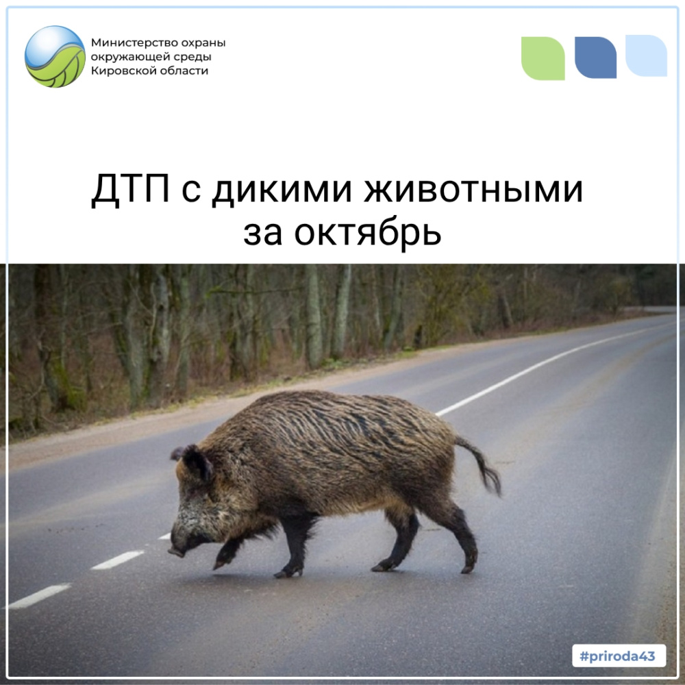 Осторожно, дикие животные на дорогах!