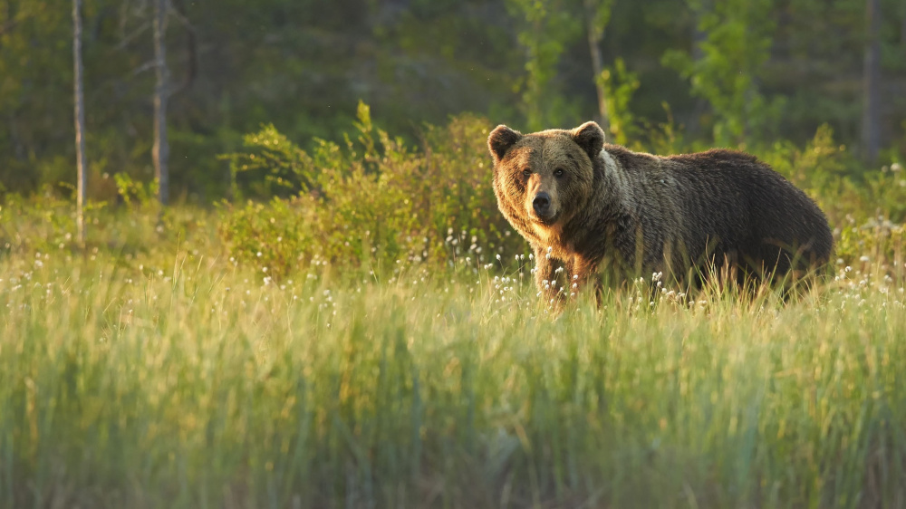 О случае нападения медведя на человека в Вятскополянском районе Кировской области