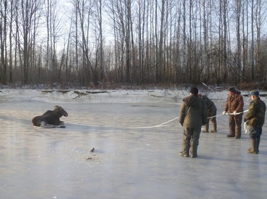 В Кировской области спасли двух лосей