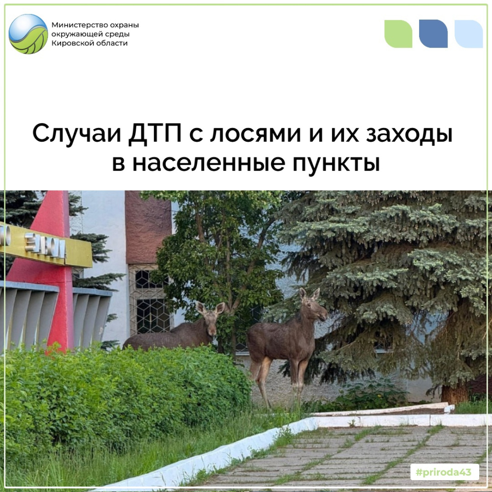 Случаи ДТП с лосями и их заходы в населенные пункты