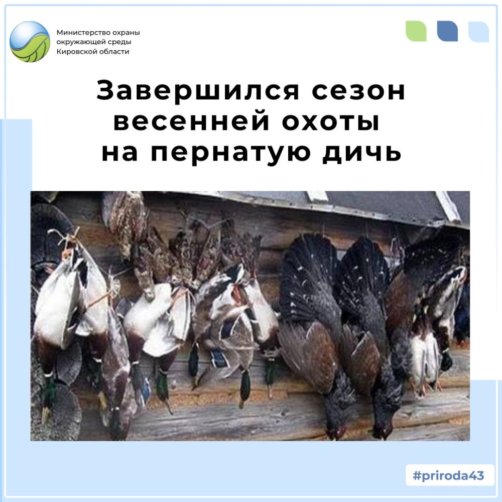 10 мая в охотничьих угодьях Кировской области завершился сезон весенней охоты на пернатую дичь
