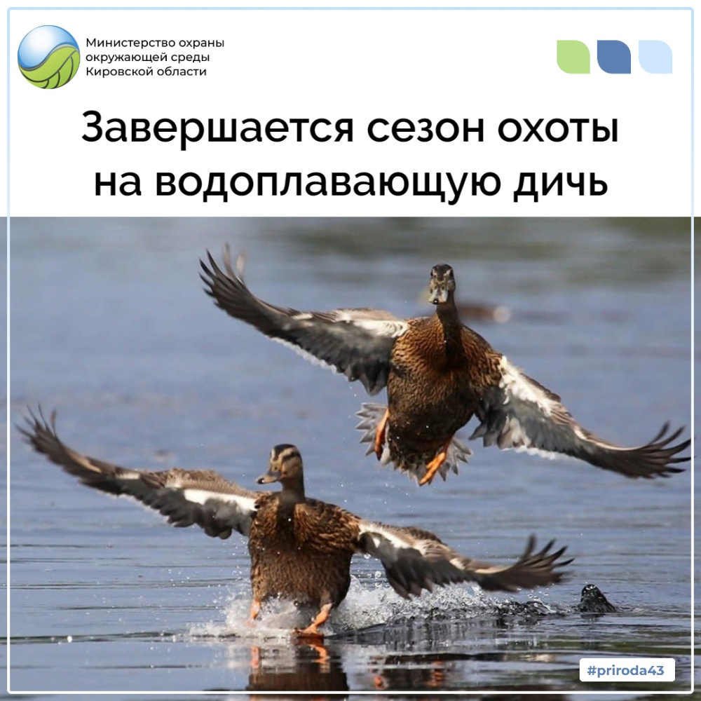В Кировской области завершается сезон охоты на водоплавающую дичь!