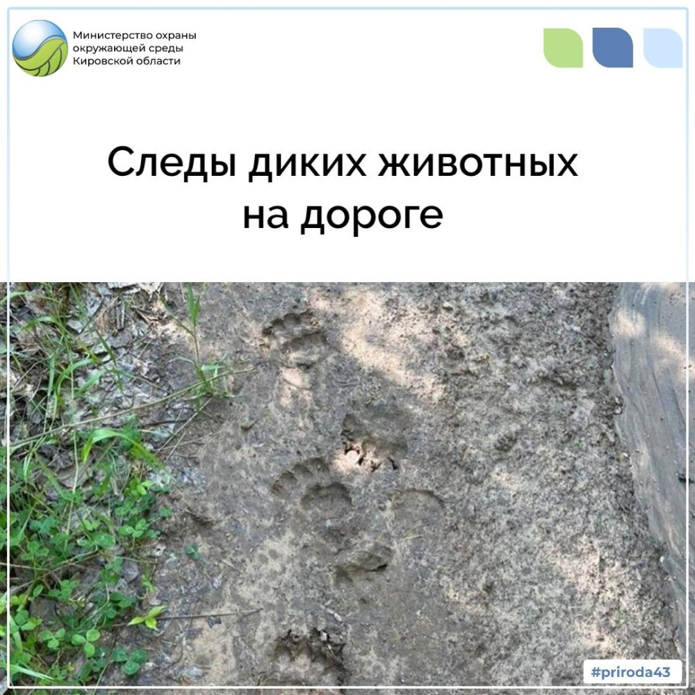 Следы диких животных на дороге