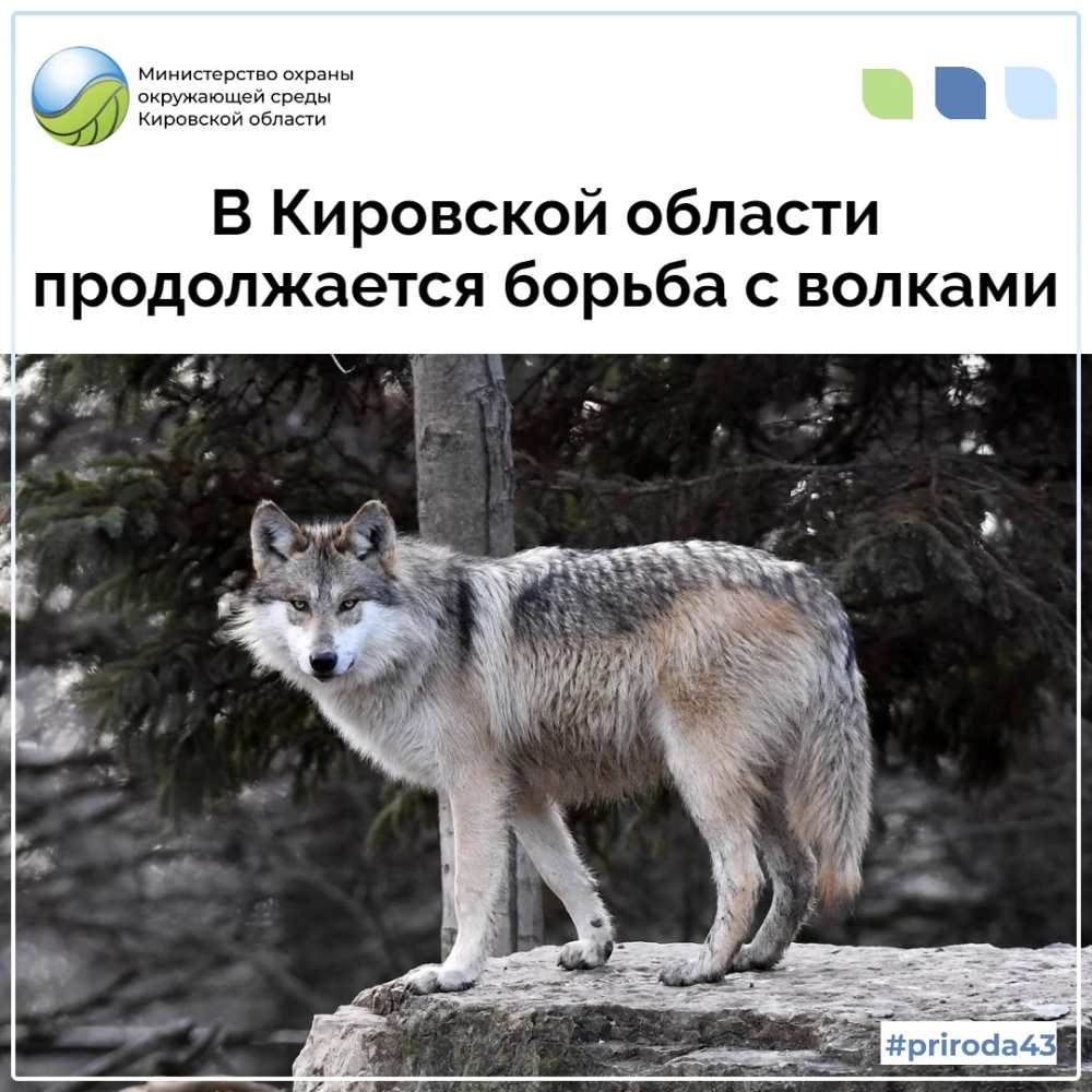 В Кировской области продолжается борьба с серыми хищниками