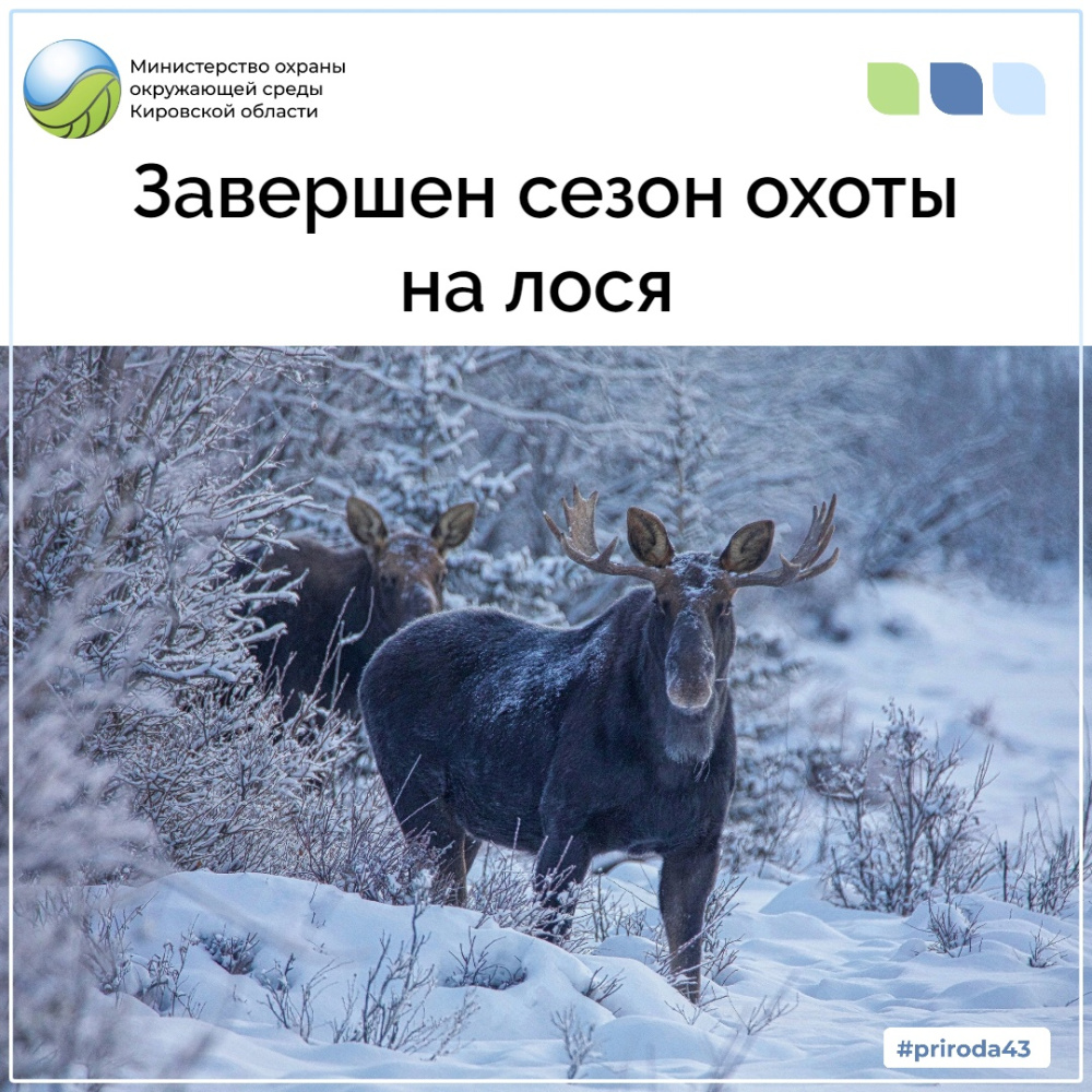 Завершен сезон охоты на лося