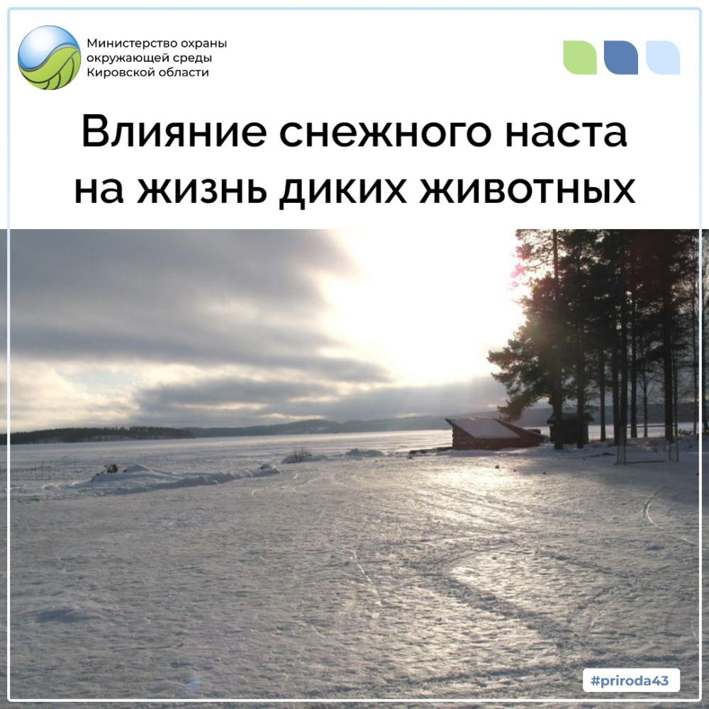 Влияние снежного наста на жизнь диких животных Влияние снежного наста на жизнь диких животных