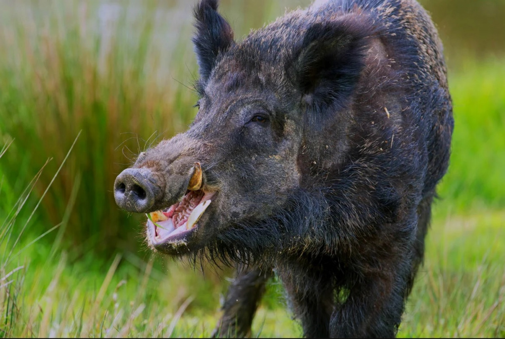 Об установлении карантина по африканской чуме свиней на отдельной территории Кировской области
