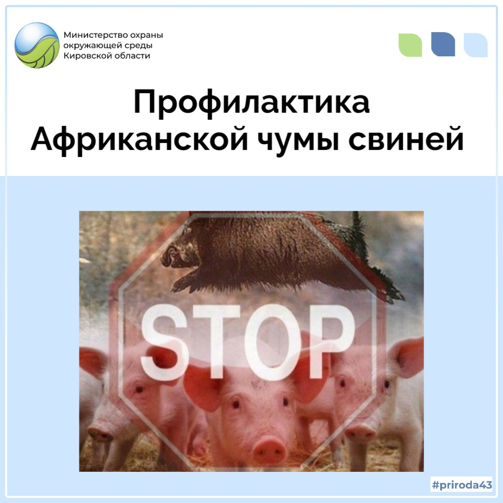 В июле в Костромской области выявлено 13 очагов африканской чумы свиней!