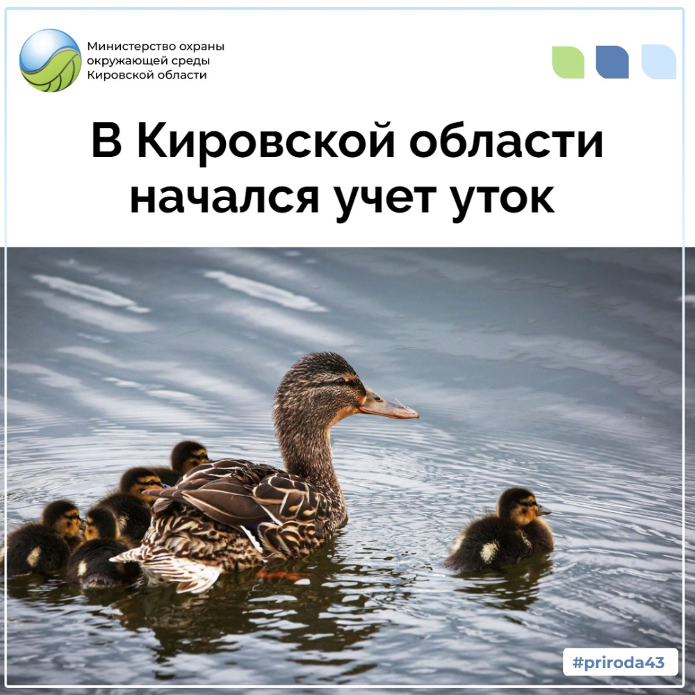 В Кировской области начался учет уток!
