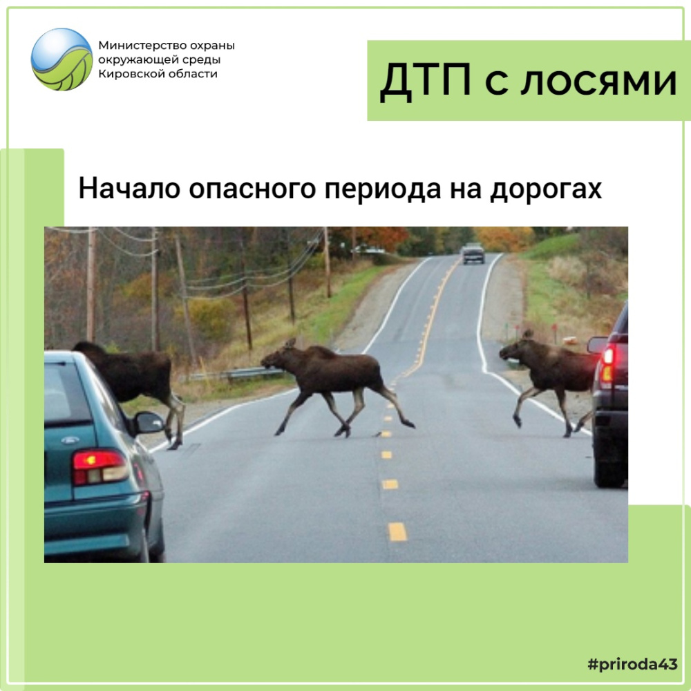 Сентябрь – период повышенной активности лосей
