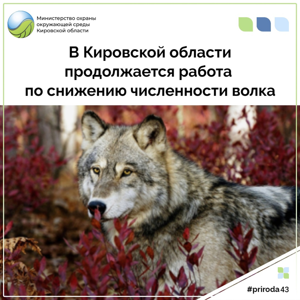 В Кировской области продолжается работа по снижению численности волка