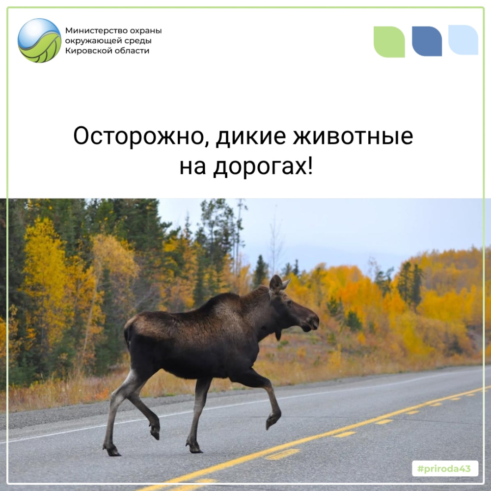 Осторожно, дикие животные на дорогах