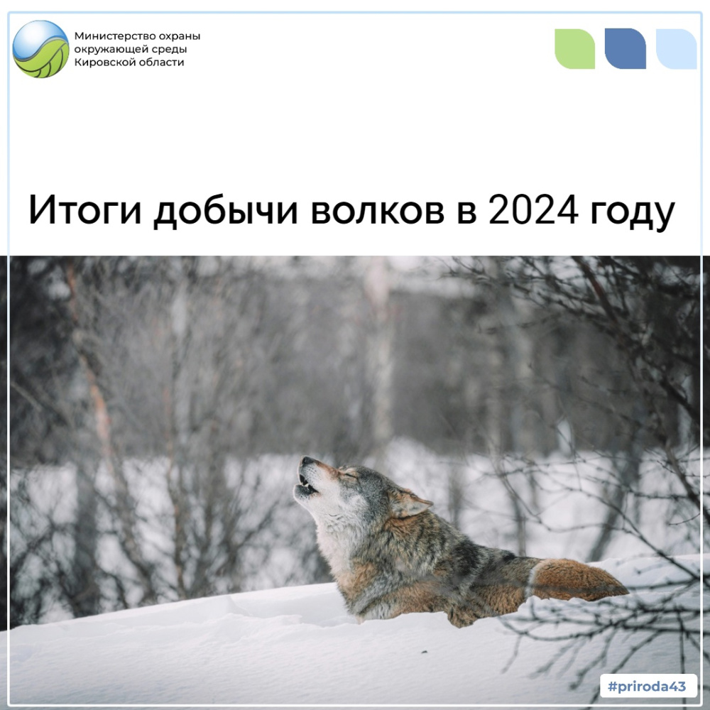Итоги добычи волков в 2024 году Итоги добычи волков в 2024 году