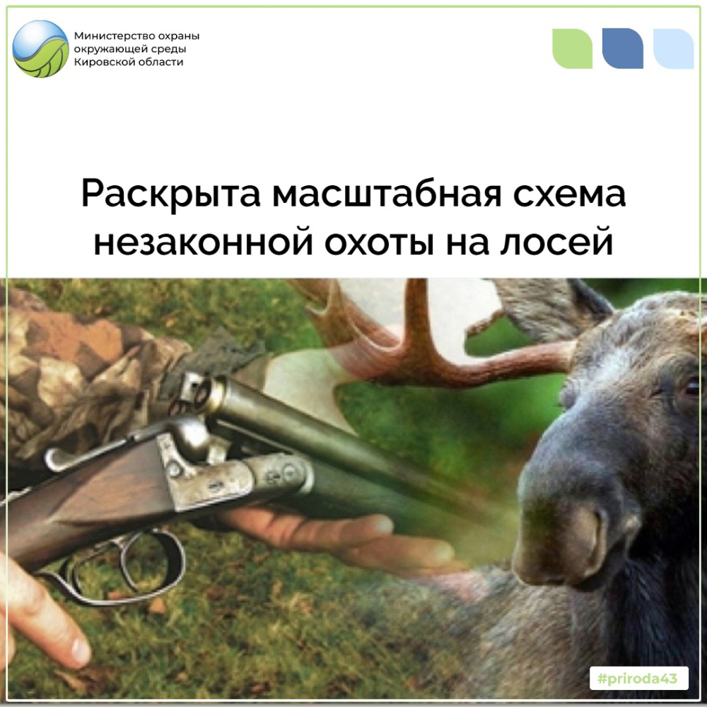 Раскрыта масштабная схема незаконной охоты на лосей