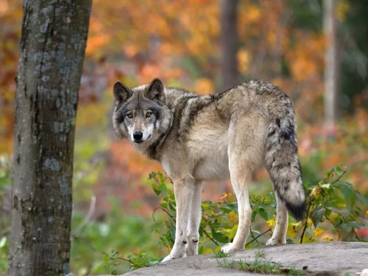 О снижении численности волка