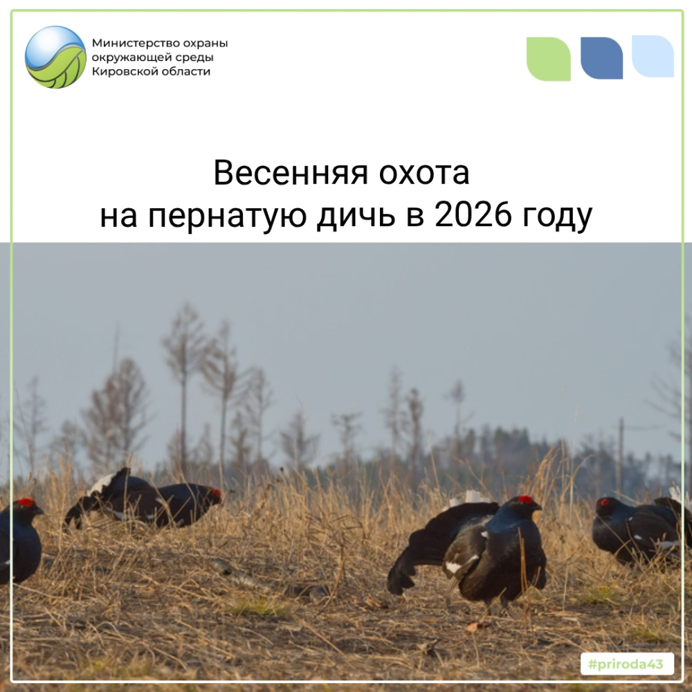 Весенняя охота на пернатую дичь в 2026 году