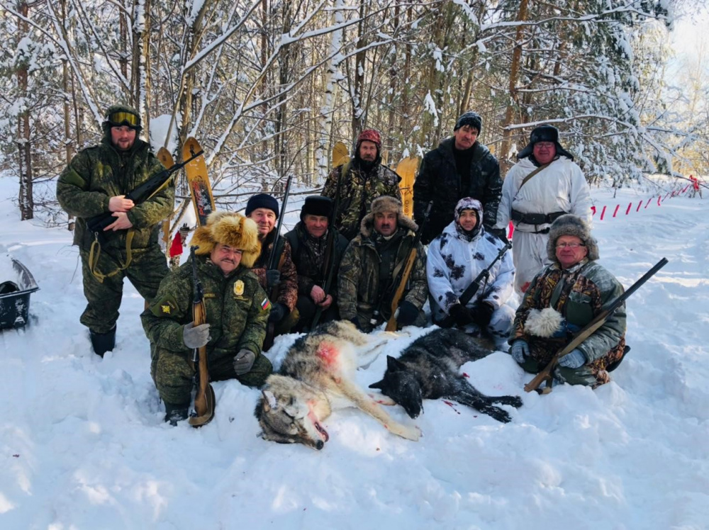 В Малмыжском районе добыт очередной чёрный волк