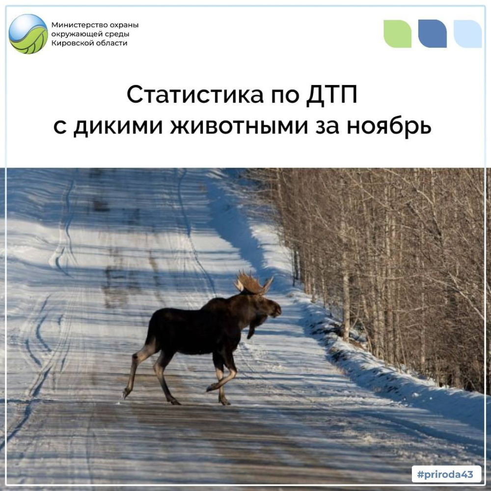 Статистика по ДТП с дикими животными за ноябрь
