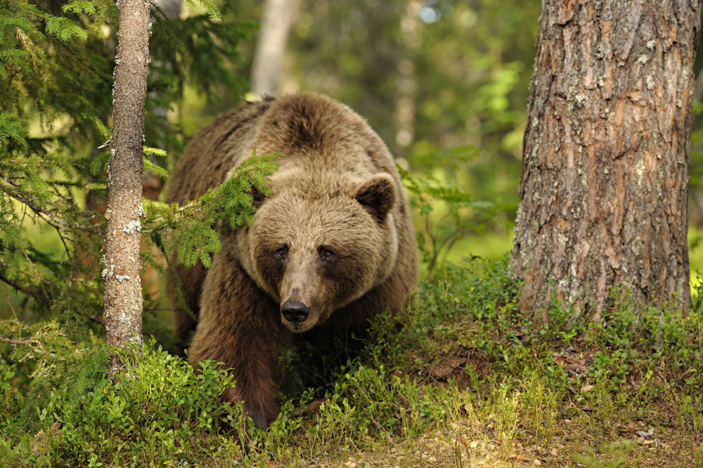О распределении разрешений на добычу медведя в общедоступные охотничьи угодья Кировской области