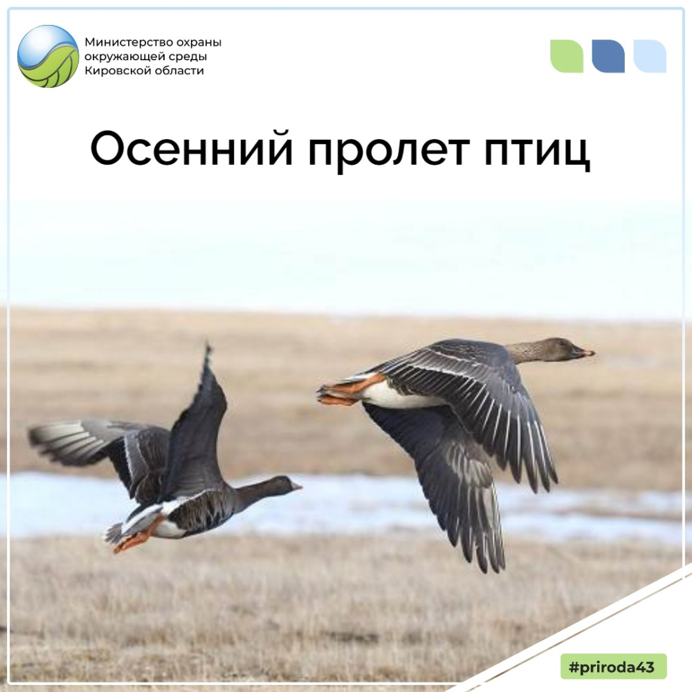Осенний пролет птиц